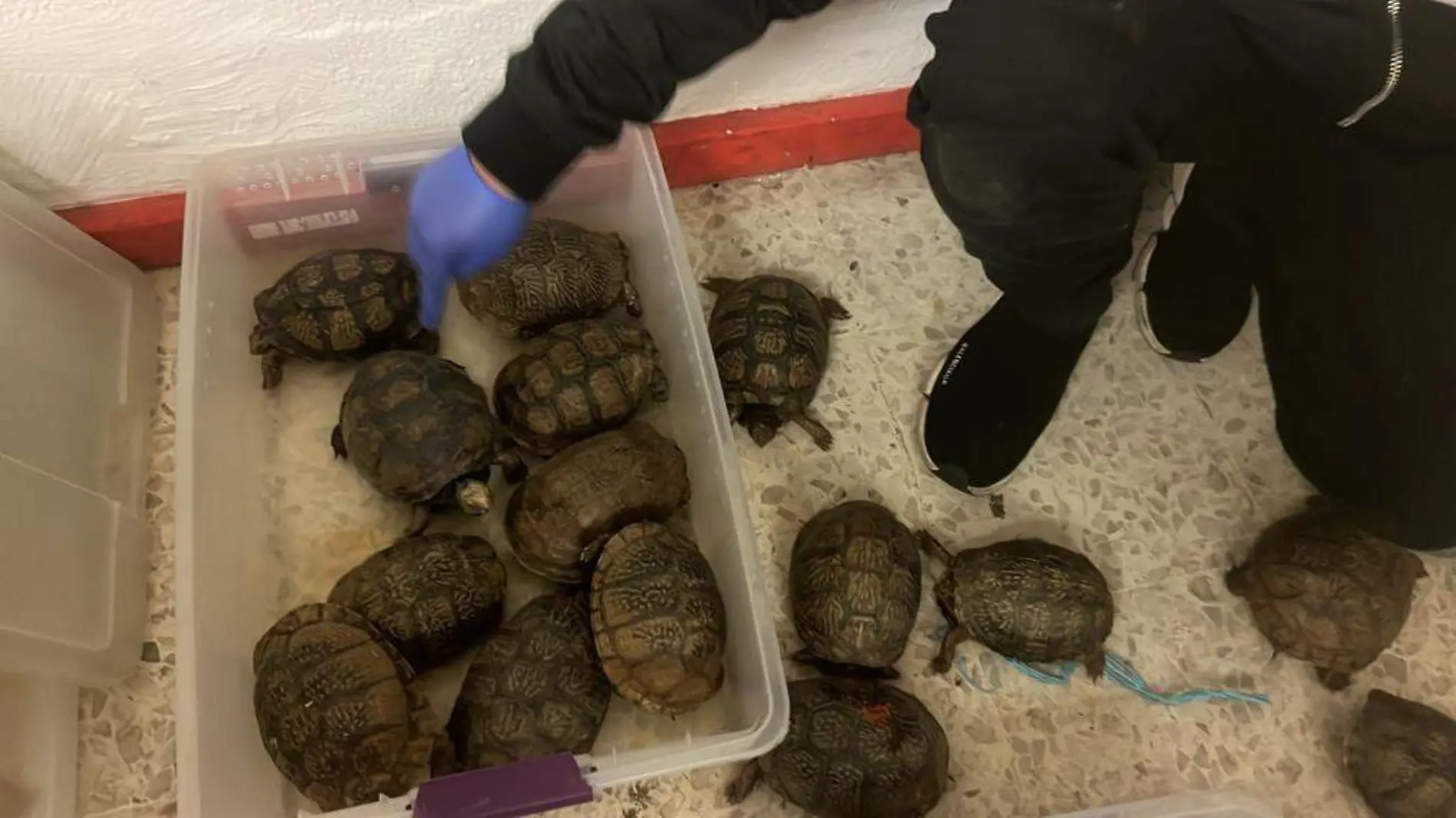 Tortugas incautadas por la Profepa